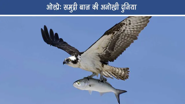 Osprey- The Fascinating World of the Sea Hawk