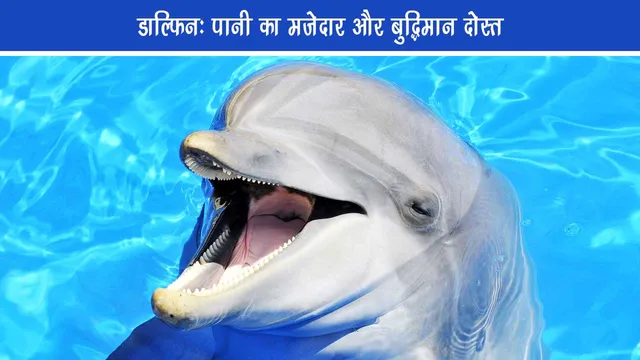 Dolphin- Funny and intelligent friend of water