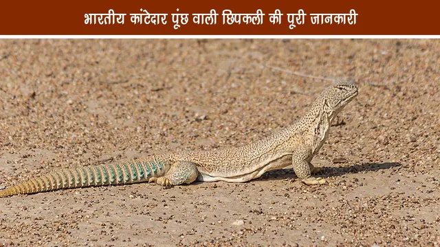 Indian prickly tail lizard (Saara Hardwickii)-Complete information