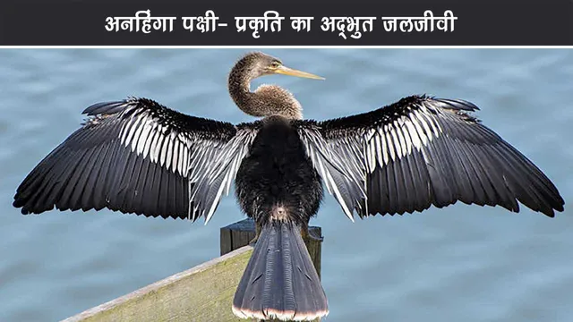 Unknown-Birds-Amazing-Jaljee-of-Nature