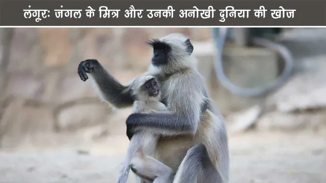 Langur-Exploring-the-Unique-World-of-Jungle-Friends