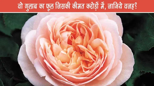 The-rose-flower-whose-price-is-in-crores,-know-the-reason
