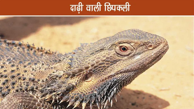 Bearded-Dragon