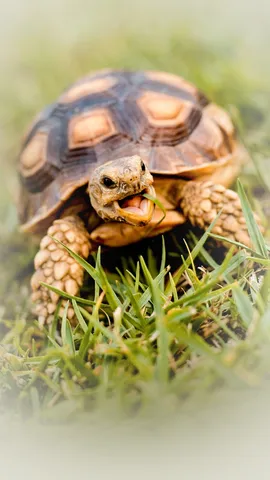 Life of Turtle How is the journey of 150 years possible (1)