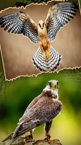 Falcon eagle Complete information of a magnificent hunter bird (1)