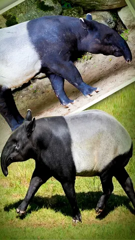 World of Tapir Unique combination of horse and elephant (1)