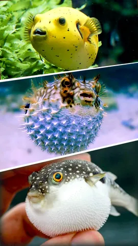 Jungle World Puffer Fish Can Swell up to Three Times its Normal Size (1)
