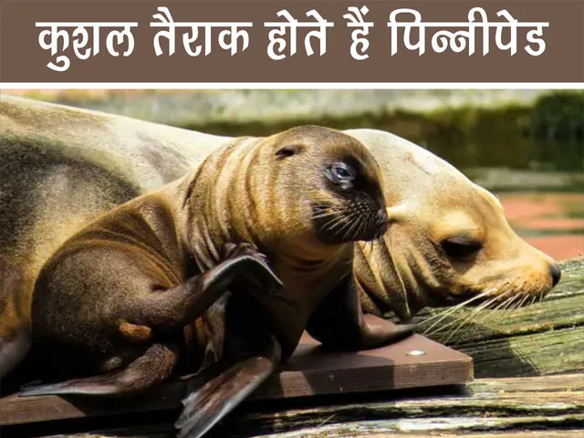 pinniped 