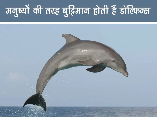 dolphins