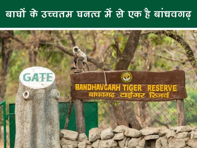 Bandhavgarh tiger reserve