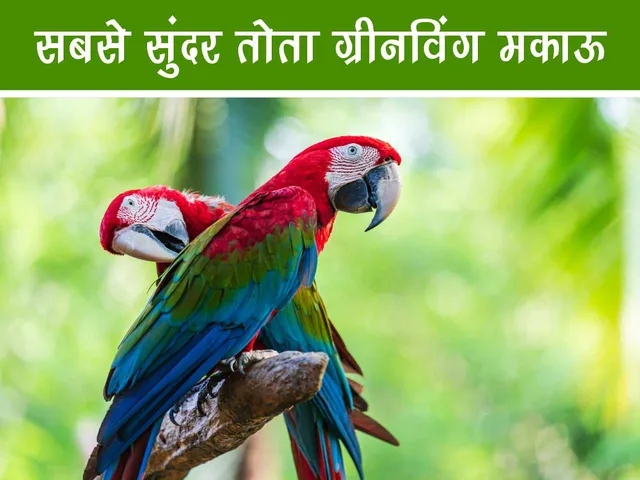maccau parrot