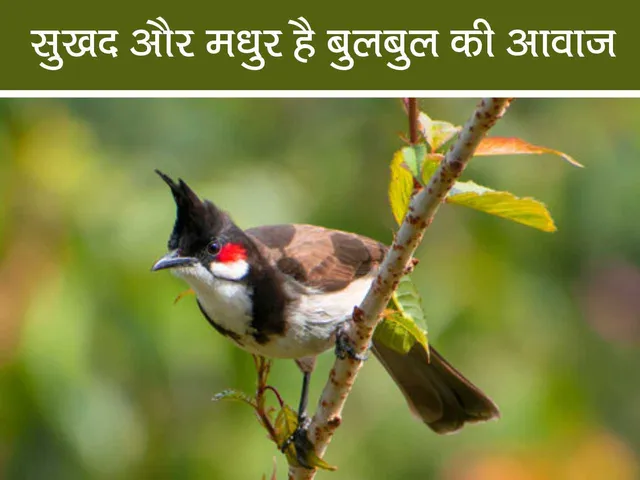 bulbul bird