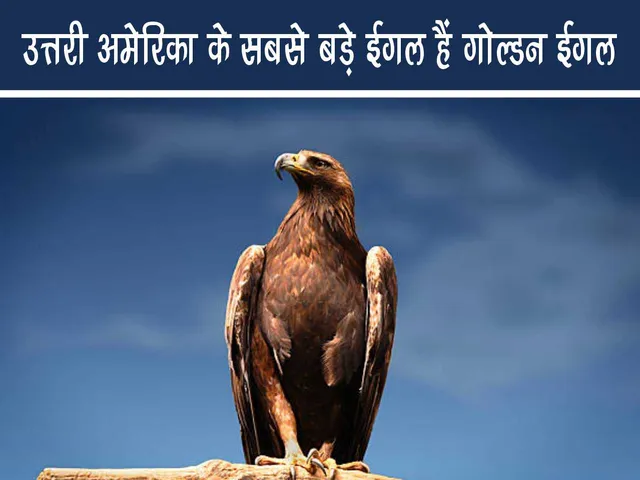 Golden Eagle