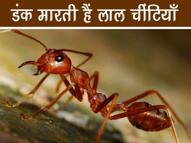 red fire ant