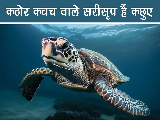 turtle in sea