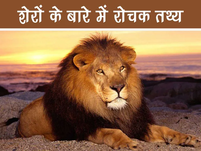 Lion on sea shore