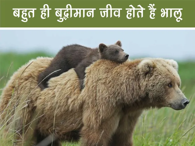 Bear with its cub