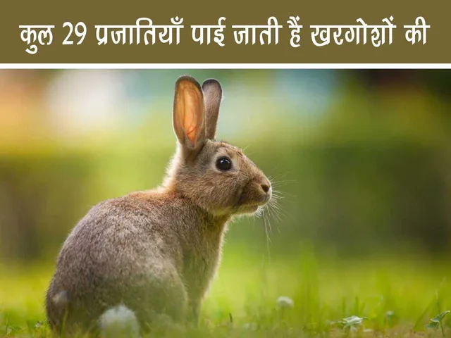 rabbit