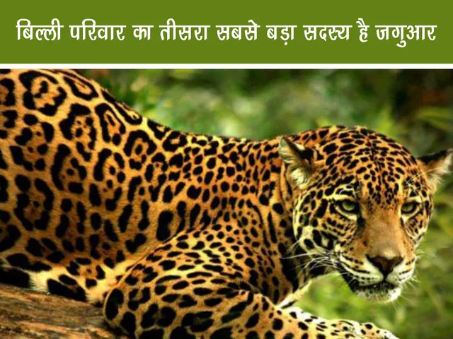jaguar