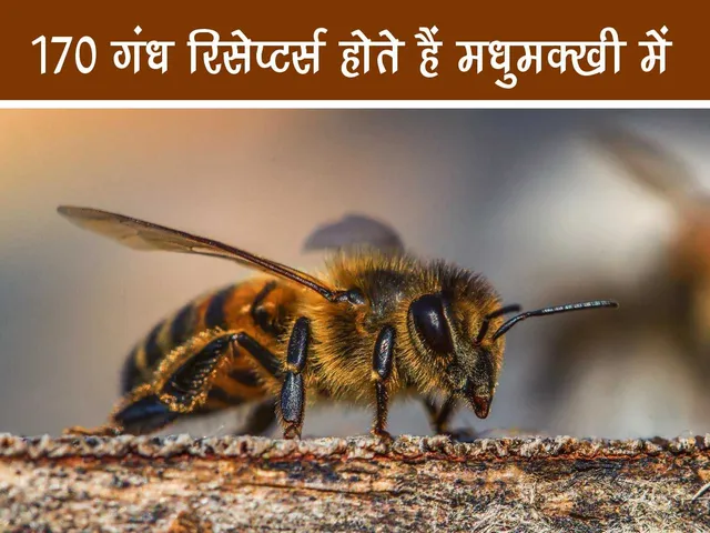 bee