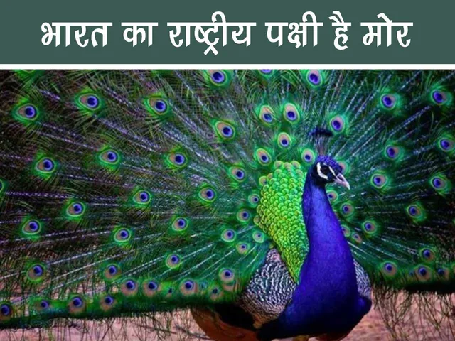 dancing peacock