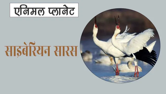 white crane