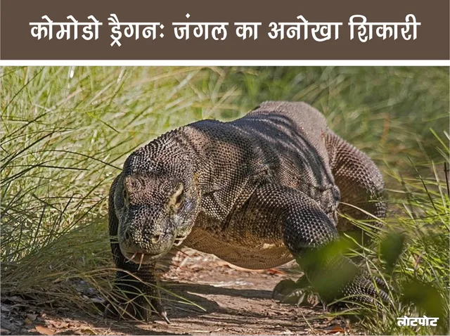 Komodo Dragon Unique Predator of the Jungle