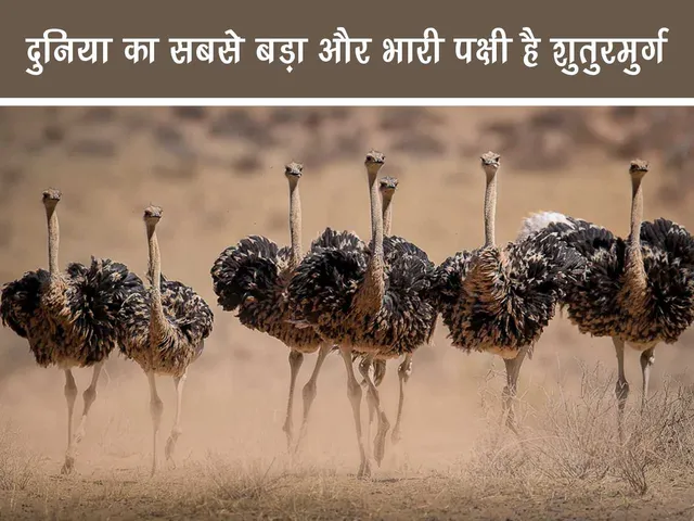 Herd of ostrich