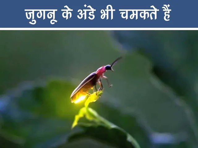 Jugnu