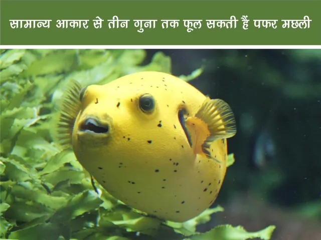 Puffer fish
