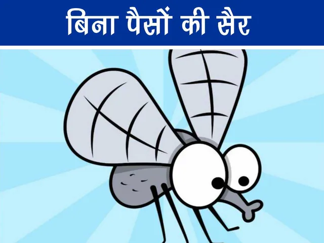 House fly