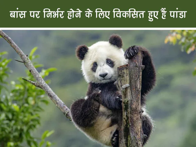 Gaint panda