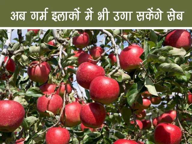 apple plant