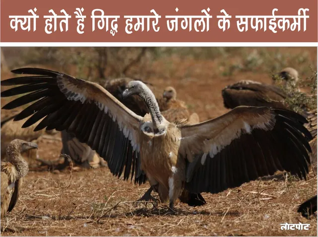 Why are vultures the scavengers of our forests Know interesting things