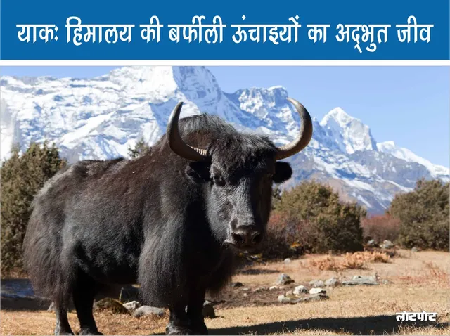 Yak the amazing creature of the snowy heights of the Himalayas