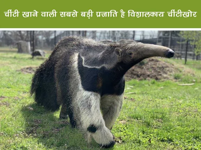 Giant anteater 