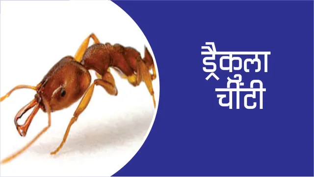 The 'Dracula Ant' with the fastest jaws
