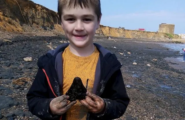 Why is the discovery of Megalodon teeth in the news