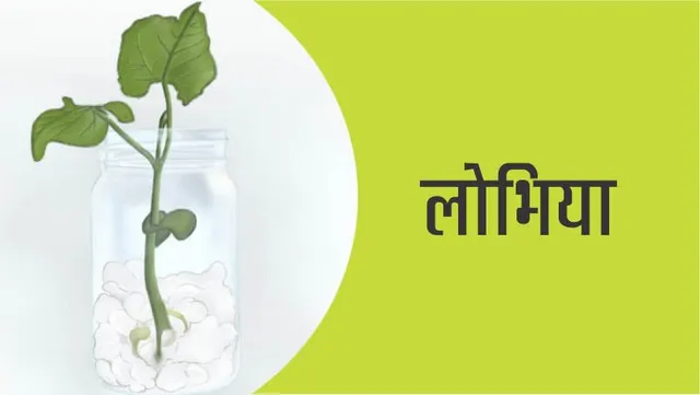 Easy Craft: How to grow a Lobhia in a jar