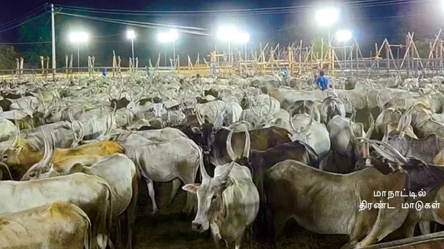 மாடுகளுக்கும்  வாக்களிக்கும் உரிமை!  -மாநாட்டில் சீமான் ஆவேசம்!
