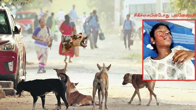 மனித உயிர்களை வேட்டையாடும் தெருநாய்கள்!  கட்டுப்படுத்துமா அரசு