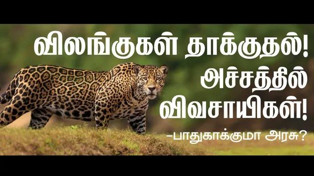 விலங்குகள் தாக்குதல்! அச்சத்தில் விவசாயிகள்!   பாதுகாக்குமா அரசு