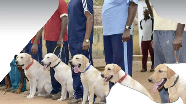 JAIL  FOLLOW UP 16  தமிழகச் சிறைகளில் ரூ.500 கோடி ஊழல்! மோப்ப நாய் பிரிவால் அரசுக்கு நிதி விரயம்!