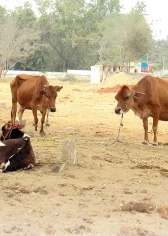 பொள்ளாச்சி மாட்டுச் சந்தையில் தி.மு.க.-அ.தி.மு.க. மெகா கூட்டணி!