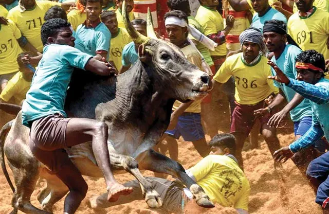 நாட்டு இன மாடுகளை அழிக்க முடிவா? -அலங்காநல்லூர் ஜல்லிக்கட்டு சர்ச்சை!