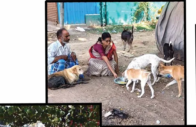 பசியில் தெருநாய்கள்-பறவைகள்! -திருச்சி கலெக்டரிடம் பேசிய மேனகாகாந்தி !