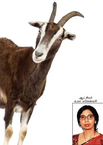 விலையில்லா ஆடுகளுக்கு 2 ஆயிரம் லஞ்சம்! -நக்கீரன் ஆக்ஷன்!
