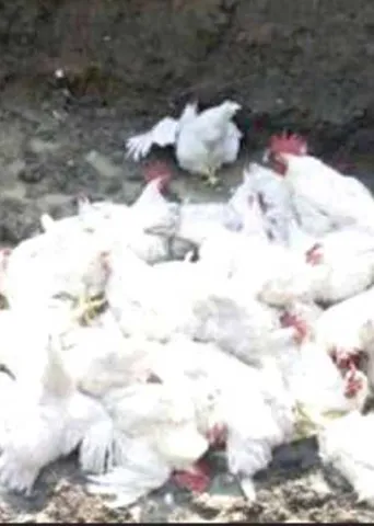 புதிய பறவைக் காய்ச்சலின் முழு விவரம்