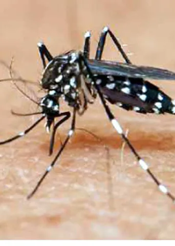 அச்சுறுத்தும் ஜிகா வைரஸ்
