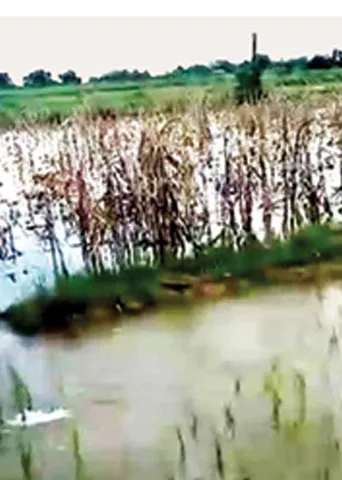 விவசாயிகளை ஏமாற்றுகிறதா பயிர் காப்பீட்டுத் திட்டம்?